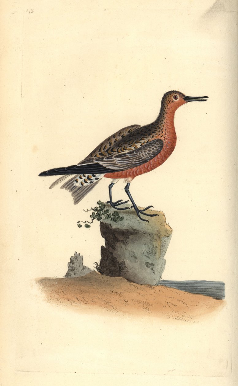 Vörös csomó, Calidris canutus. Kézi színű rézlemez, amelyet Edward Donovan rajzolt és metszett a saját Londoni „British Birds természettörténetéből” alkotó: Edward Donovan