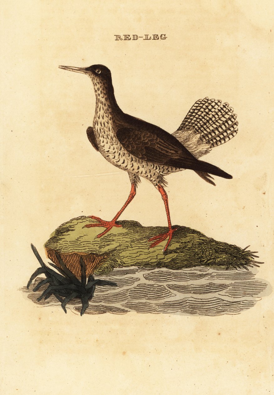 Red Shank, Tringa Totanus alkotó: Edward Donovan