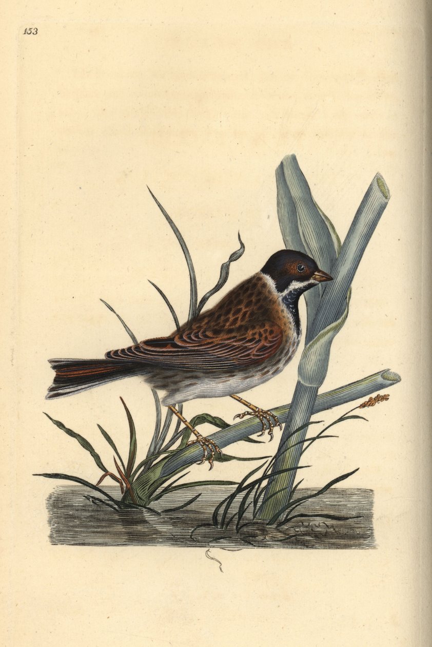 Nádsármány, Emberiza schoeniculus. Kézi színű rézlemez, amelyet Edward Donovan rajzolt és metszett a saját Londoni „British Birds természettörténetéből” alkotó: Edward Donovan
