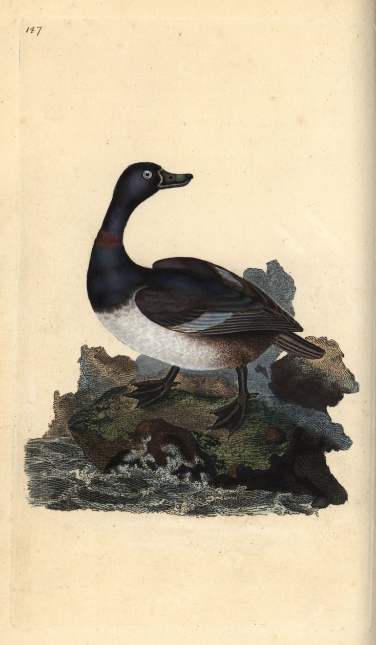Gyűrűsnyakú kacsa, Aythya collaris. Kézi színű rézlemez, amelyet Edward Donovan rajzolt és metszett a saját Londoni „British Birds természettörténetéből” alkotó: Edward Donovan