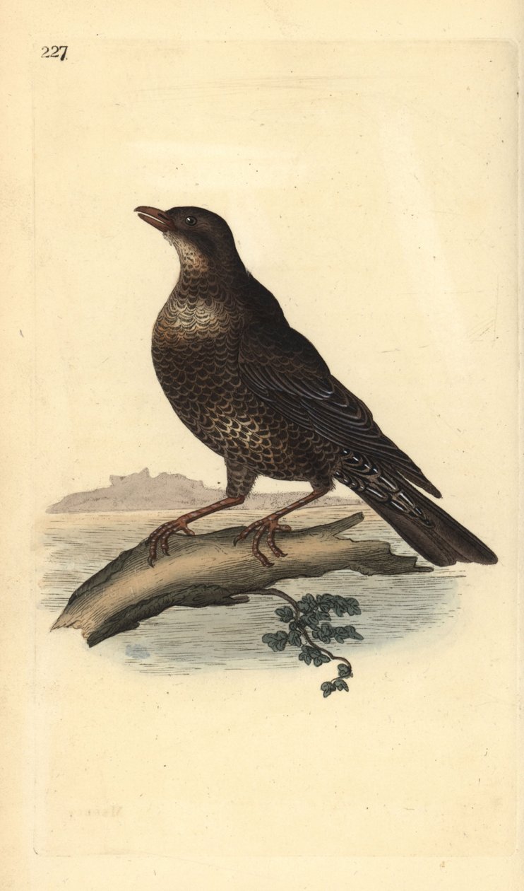 Ring ouzel (nőstény), Turdus torquatus. Kézi színű rézlemez, amelyet Edward Donovan rajzolt és metszett a saját Londoni „British Birds természettörténetéből” alkotó: Edward Donovan
