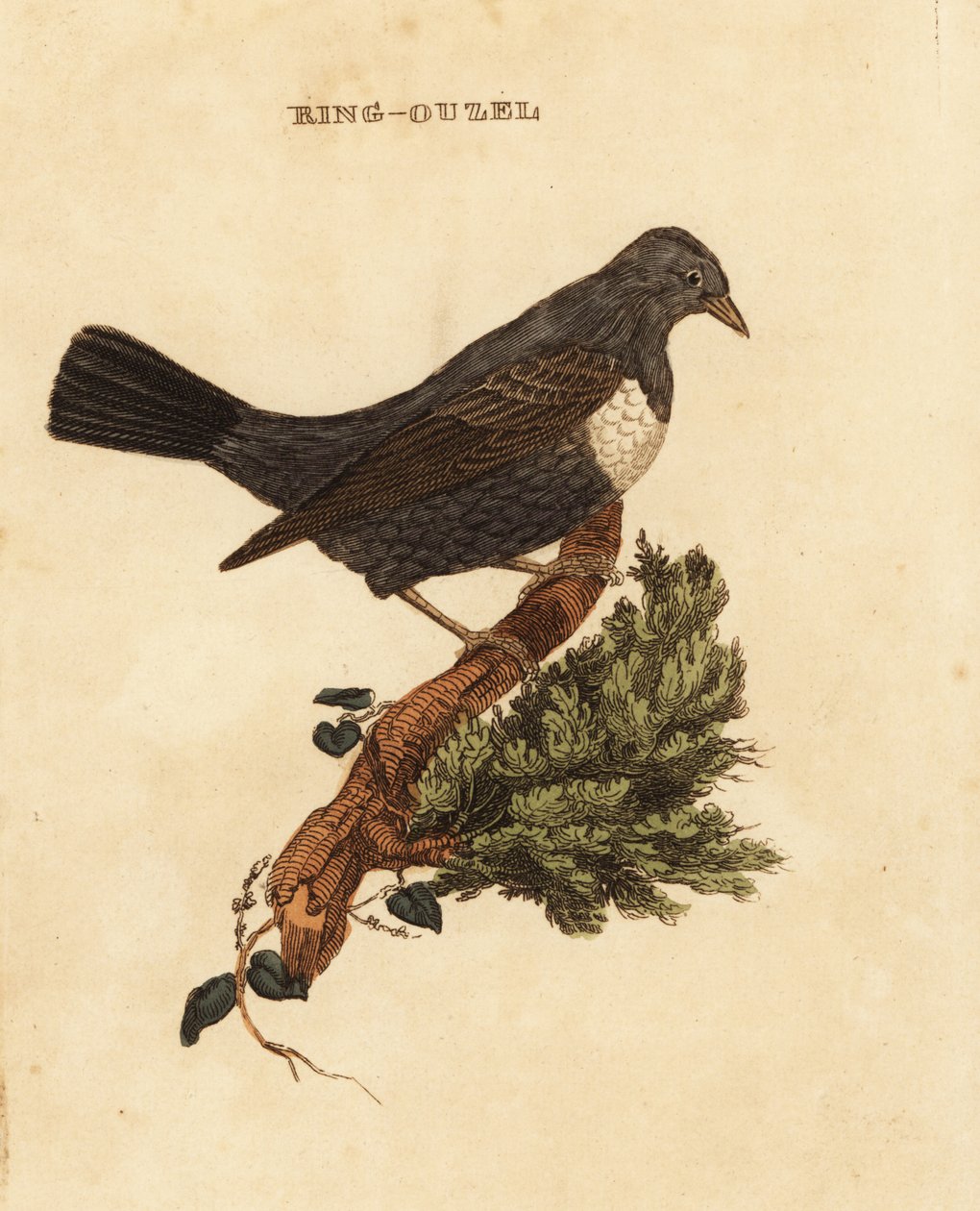 Ring ouzel, Turdus torquatus alkotó: Edward Donovan