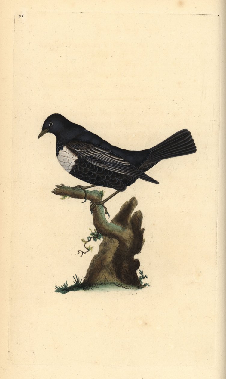 Ring ouzel, Turdus torquatus. Kézi színű rézlemez, amelyet Edward Donovan rajzolt és metszett a saját Londoni „British Birds természettörténetéből” alkotó: Edward Donovan