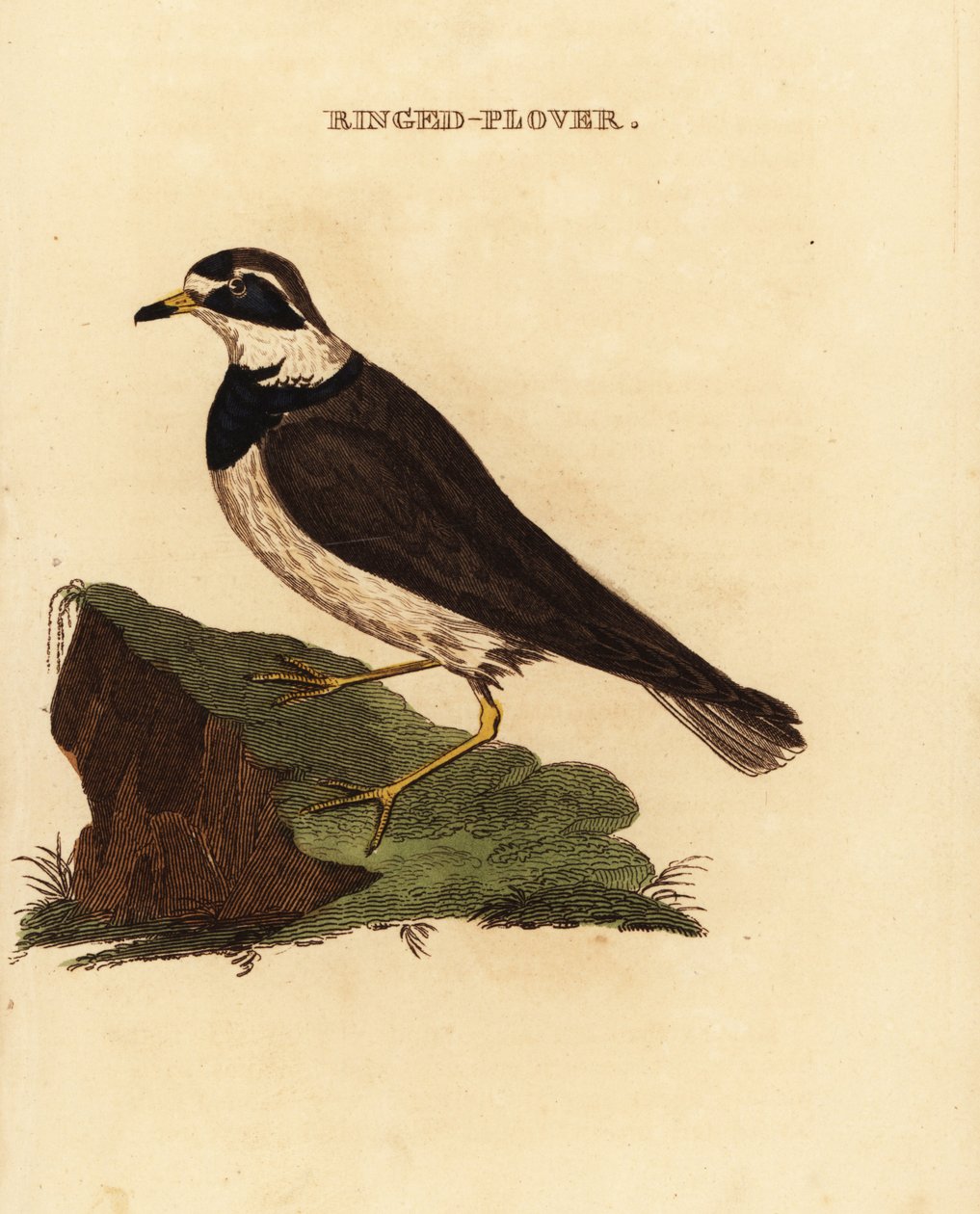 Gyűrűs lile, Charadrius hiaticula alkotó: Edward Donovan