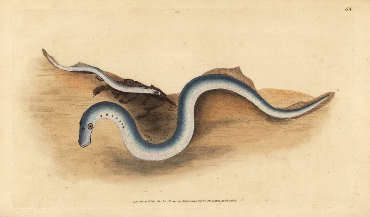 Folyami lámpaláz, Lampetra fluviatilis (Lampern vagy kisebb lámpaláz, Petromyzon fluviatilis). Kézzel színezett rézlemez, amelyet Edward Donovan rajzolt és metszett a British Fishes, Donovan and F.C. Natural History of British Fishes című művéből. és J. Ri alkotó: Edward Donovan