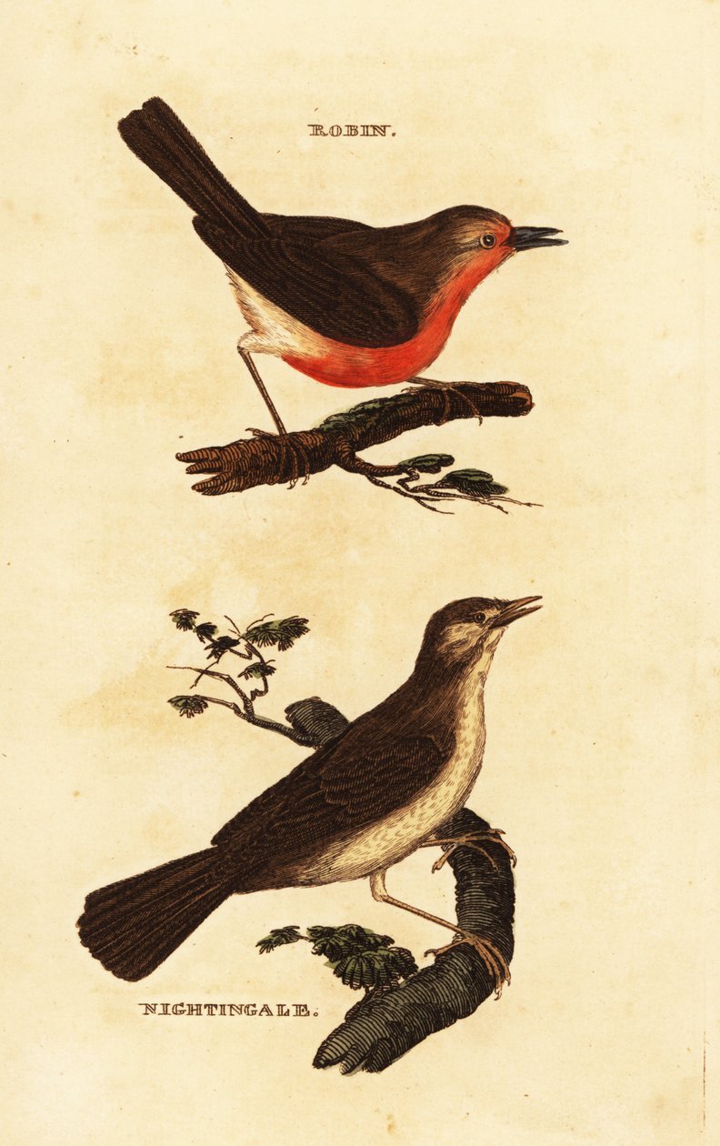 vörösbegy, Erithacus rubecula és csalogány, Nightingale megarhynchos alkotó: Edward Donovan