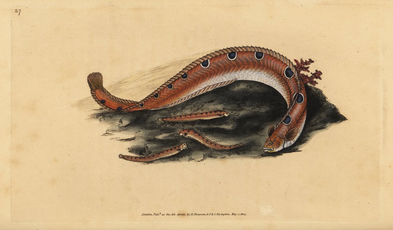 Sziklaágyú, Pholis gunnellus (Pettyes blenny vagy vajhal, Blennius gunnellus). Kézzel színezett rézlemez, amelyet Edward Donovan rajzolt és metszett a British Fishes, Donovan and F.C. Natural History of British Fishes című művéből. és J. Rivington, London alkotó: Edward Donovan