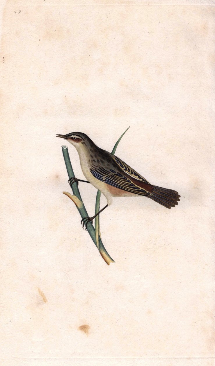 Rod phragmite. Acrocephalus schoenobaenus (Motacilla salicaria). Edward Donovan (1768-1837) rézmetszete, megjelent: Histoire naturelle des oiseaux britanniques, London. alkotó: Edward Donovan