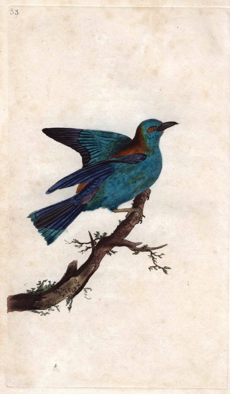 Európa hengere. Coracias garrula (Coracias garrula). Edward Donovan (1768-1837) rézmetsze, megjelent a Natural History of British Birds, Londonban alkotó: Edward Donovan