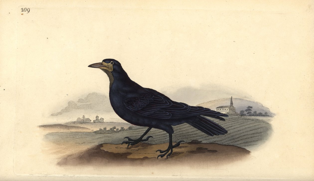 Rook, Corvus frugilegus. Kézi színű rézlemez, amelyet Edward Donovan rajzolt és metszett a saját Londoni „British Birds természettörténetéből” alkotó: Edward Donovan