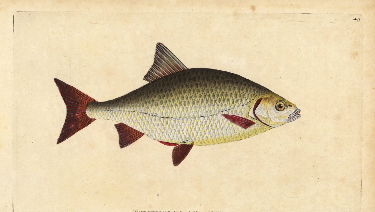 Rudd, Scardinius erythrophthalmus (Red eye, Cyprinus erythrophthalmus). Kézzel színezett rézlemez, amelyet Edward Donovan rajzolt és vésett a British Fishes, Donovan and F.C. Natural History című művéből. és J. Rivington, London alkotó: Edward Donovan