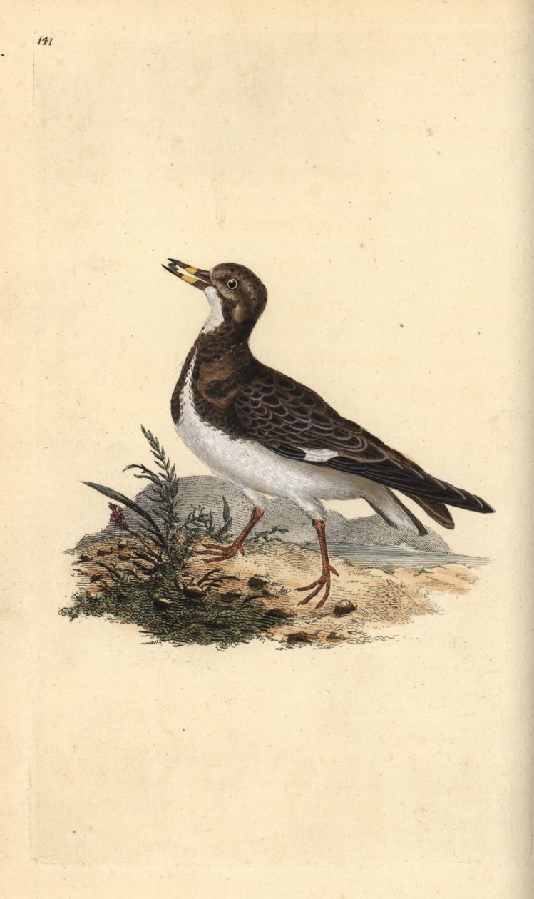 Ruddy turnstone, Arenaria interpres. Kézi színű rézlemez, amelyet Edward Donovan rajzolt és metszett a saját Londoni „British Birds természettörténetéből” alkotó: Edward Donovan