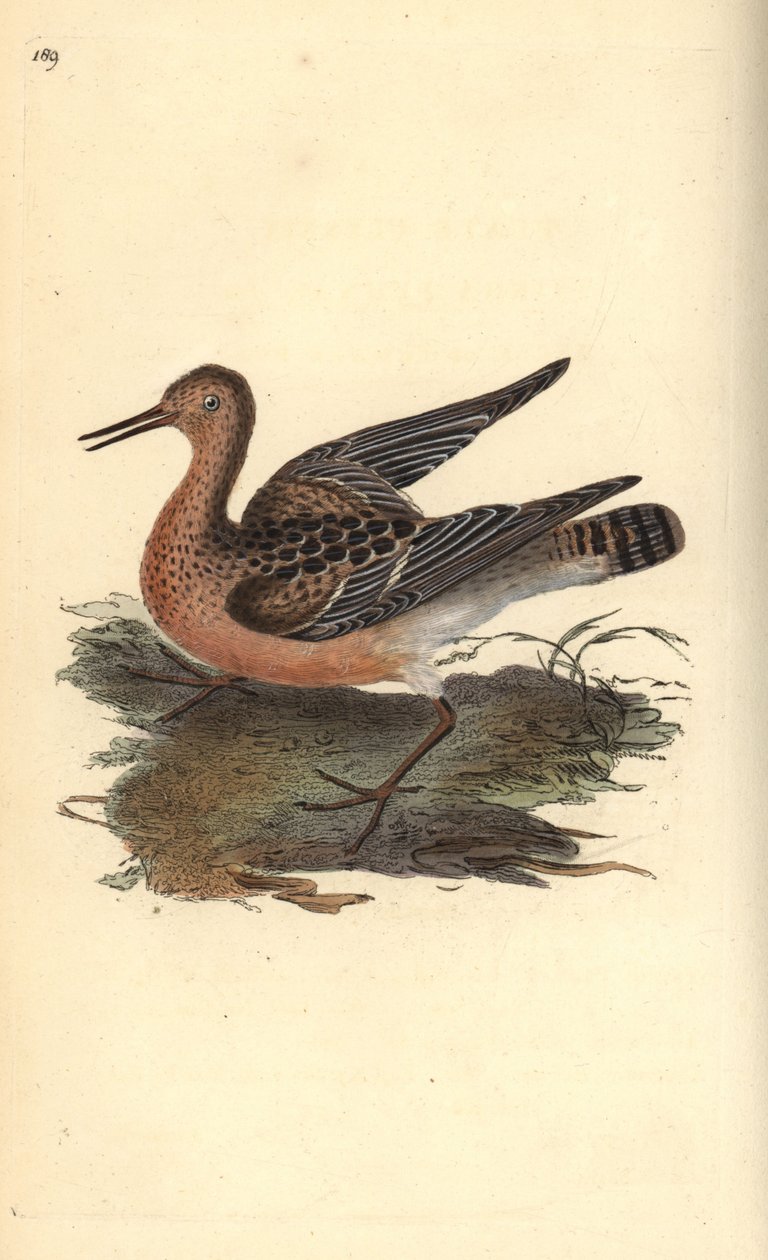 Ruff, Philomachus pugnax, nőstény. Kézi színű rézlemez, amelyet Edward Donovan rajzolt és metszett a saját Londoni „British Birds természettörténetéből” alkotó: Edward Donovan