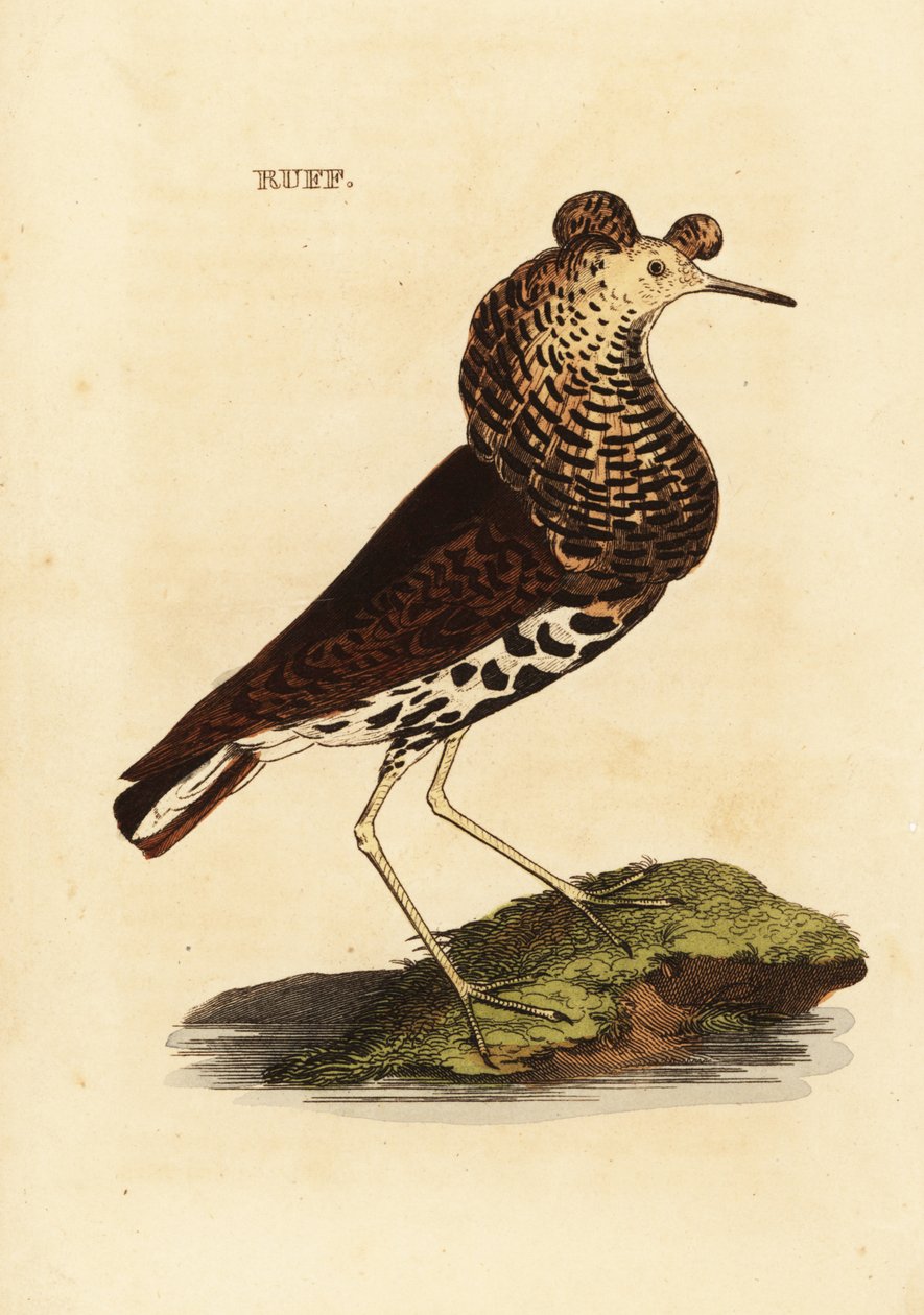 Ruff, hím, Philomachus csípős alkotó: Edward Donovan