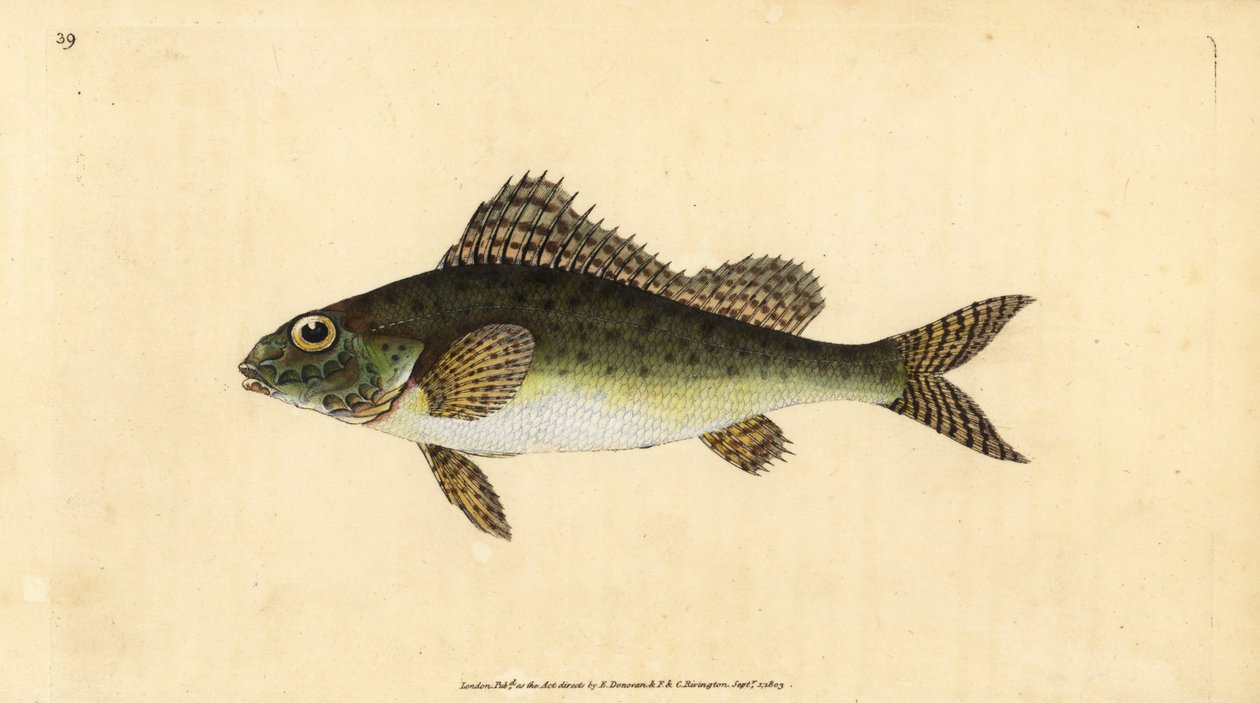 Ruffe, Gymnocephalus cernua (Perca cernua). Kézzel színezett rézlemez, amelyet Edward Donovan rajzolt és metszett a British Fishes, Donovan and F.C. Natural History of British Fishes című művéből. és J. Rivington, London alkotó: Edward Donovan