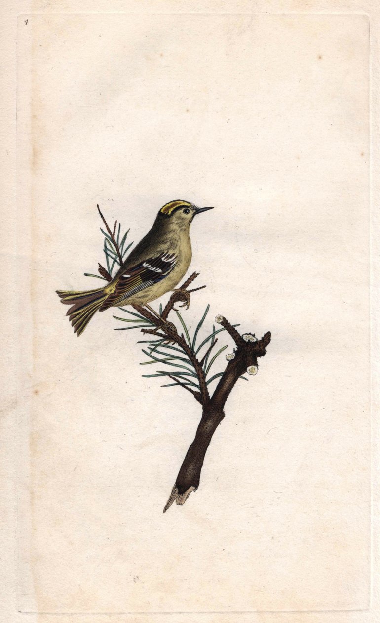 Ruppe király. Regulus regulus (Motacilla regulus). Edward Donovan (1768-1837) rézmetsze, megjelent a Natural History of British Birds, Londonban alkotó: Edward Donovan