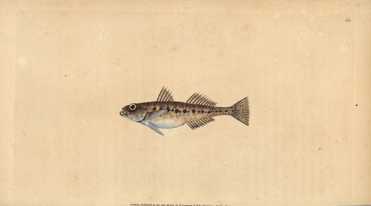 Homoki géb, Pomatoschistus minutus (Pettyes géb, Gobius minutus). Kézzel színezett rézlemez, amelyet Edward Donovan rajzolt és metszett a British Fishes, Donovan and F.C. Natural History of British Fishes című művéből. és J. Rivington, London alkotó: Edward Donovan