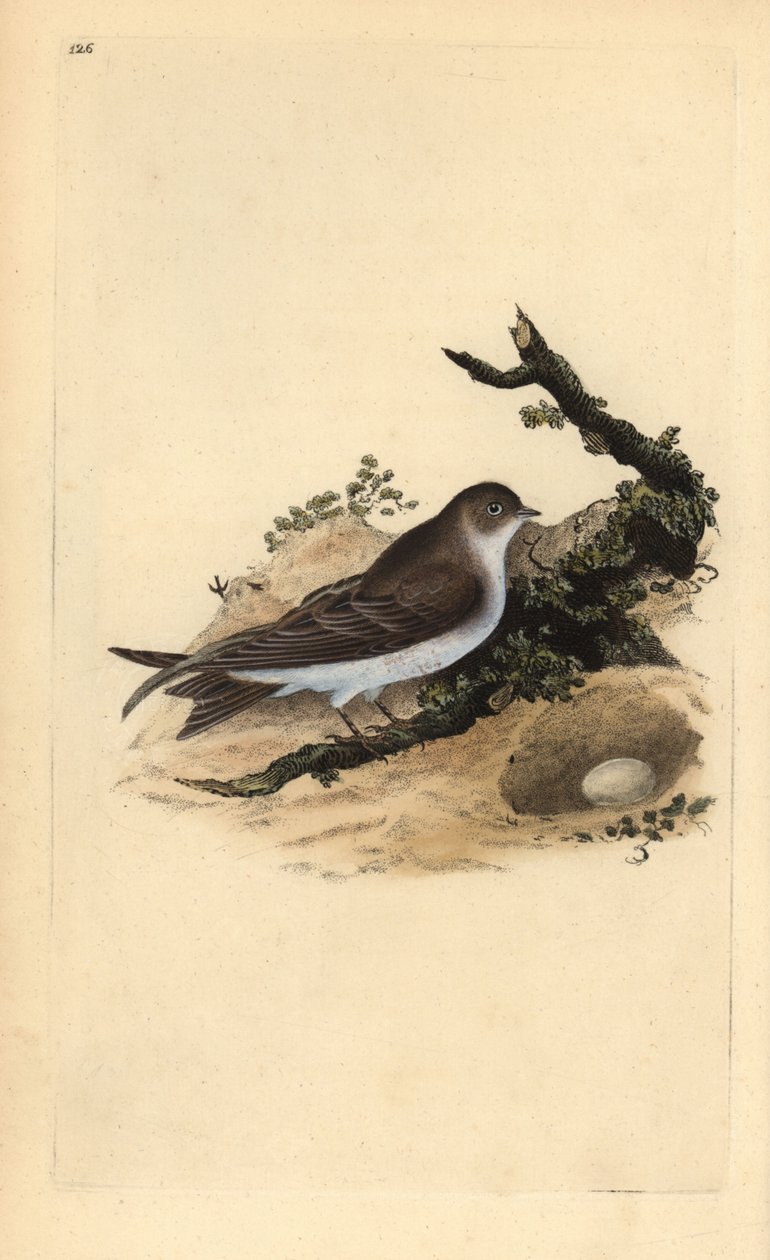 Homokmárton, Riparia riparia, fészekkel és tojással. Kézzel színezett rézlemez, amelyet Edward Donovan rajzolt és metszett a saját „Britan madarak természettörténetéből” (1794-1819). Edward Donovan (1768-1837) angol-ír amatőr zoológus, író, művész és alkotó: Edward Donovan