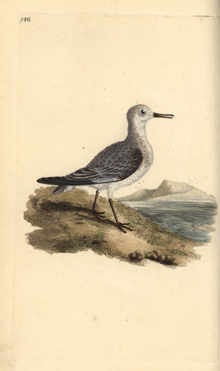 Sanderling, Calidris alba. Kézi színű rézlemez, amelyet Edward Donovan rajzolt és metszett a saját Londoni „British Birds természettörténetéből” alkotó: Edward Donovan