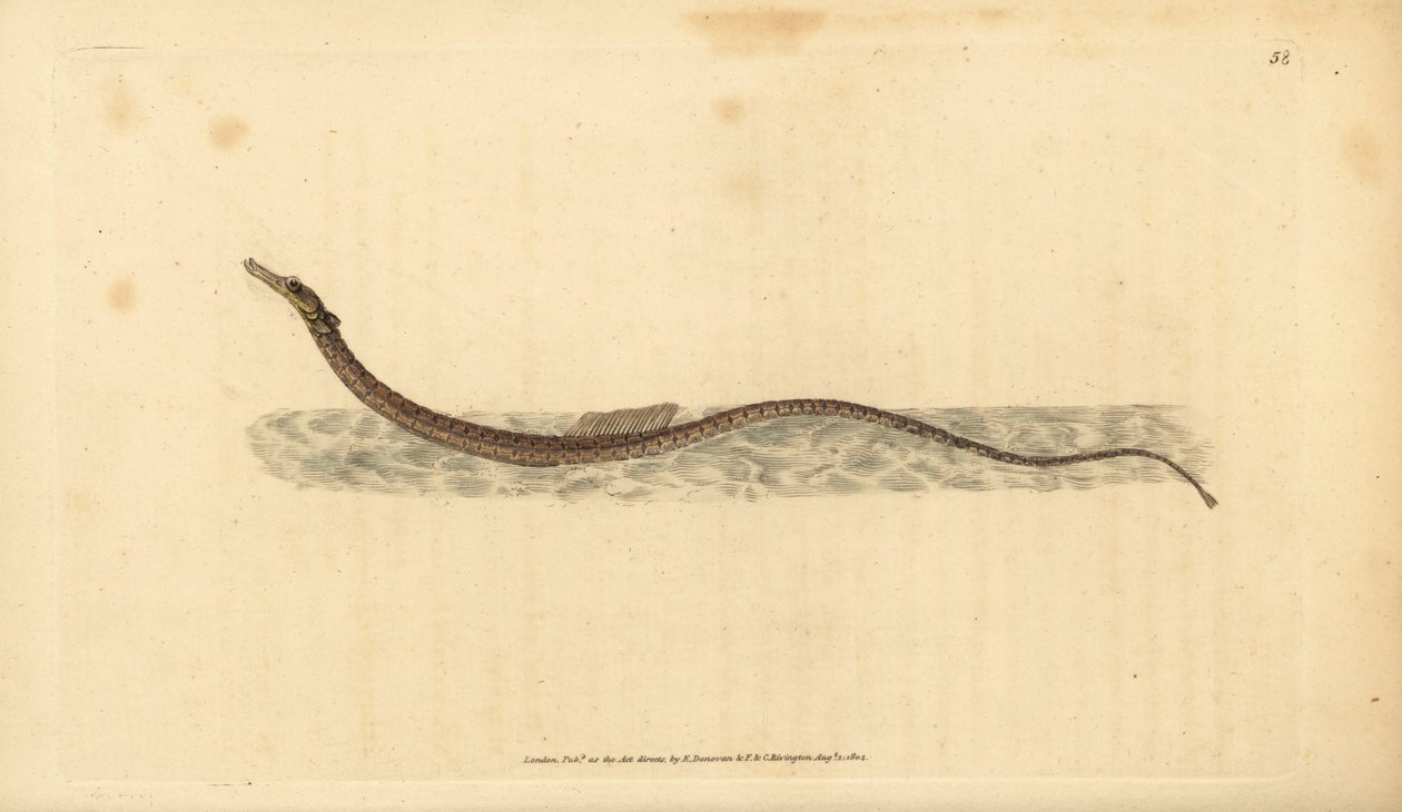 Sargassum pipahal vagy nyílt tengeri pipahal. Kézzel színezett rézlemez, amelyet Edward Donovan rajzolt és metszett a British Fishes, Donovan and F.C. Natural History of British Fishes című művéből. és J. Rivington, London alkotó: Edward Donovan
