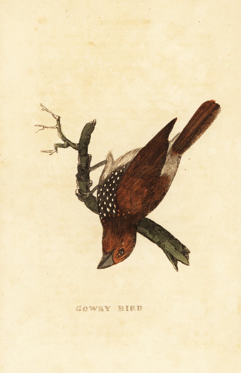Pikkelyes mellű munia vagy foltos munia, Lonchura punctulata alkotó: Edward Donovan