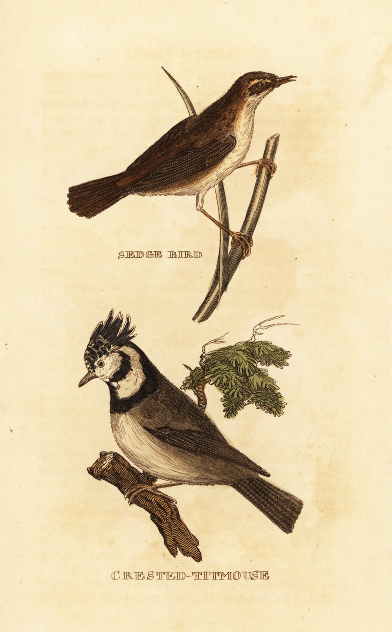 sás poszáta, Acrocephalus schoenobaenus és európai tarajos cinege, Lophophanes cristatus alkotó: Edward Donovan