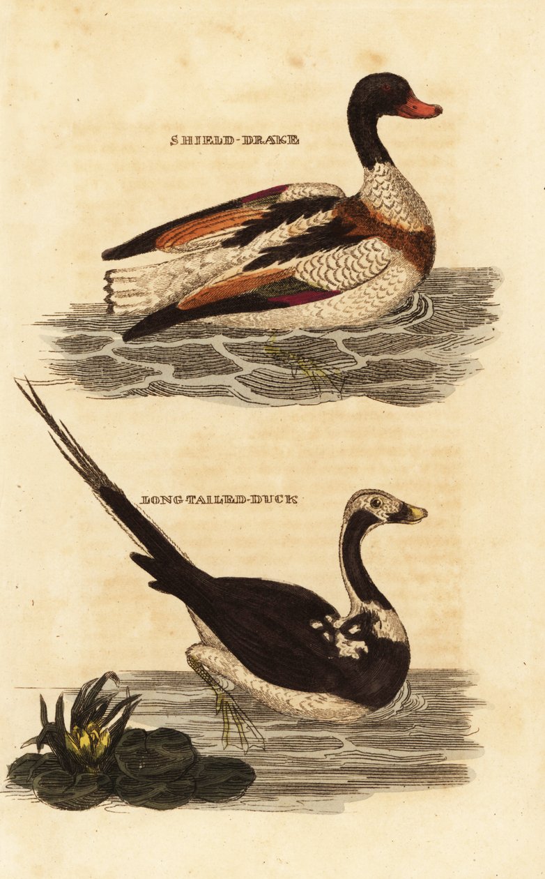 Shelduck, Tadorna tadorna és hosszúfarkú réce, Clangula hyemalis alkotó: Edward Donovan