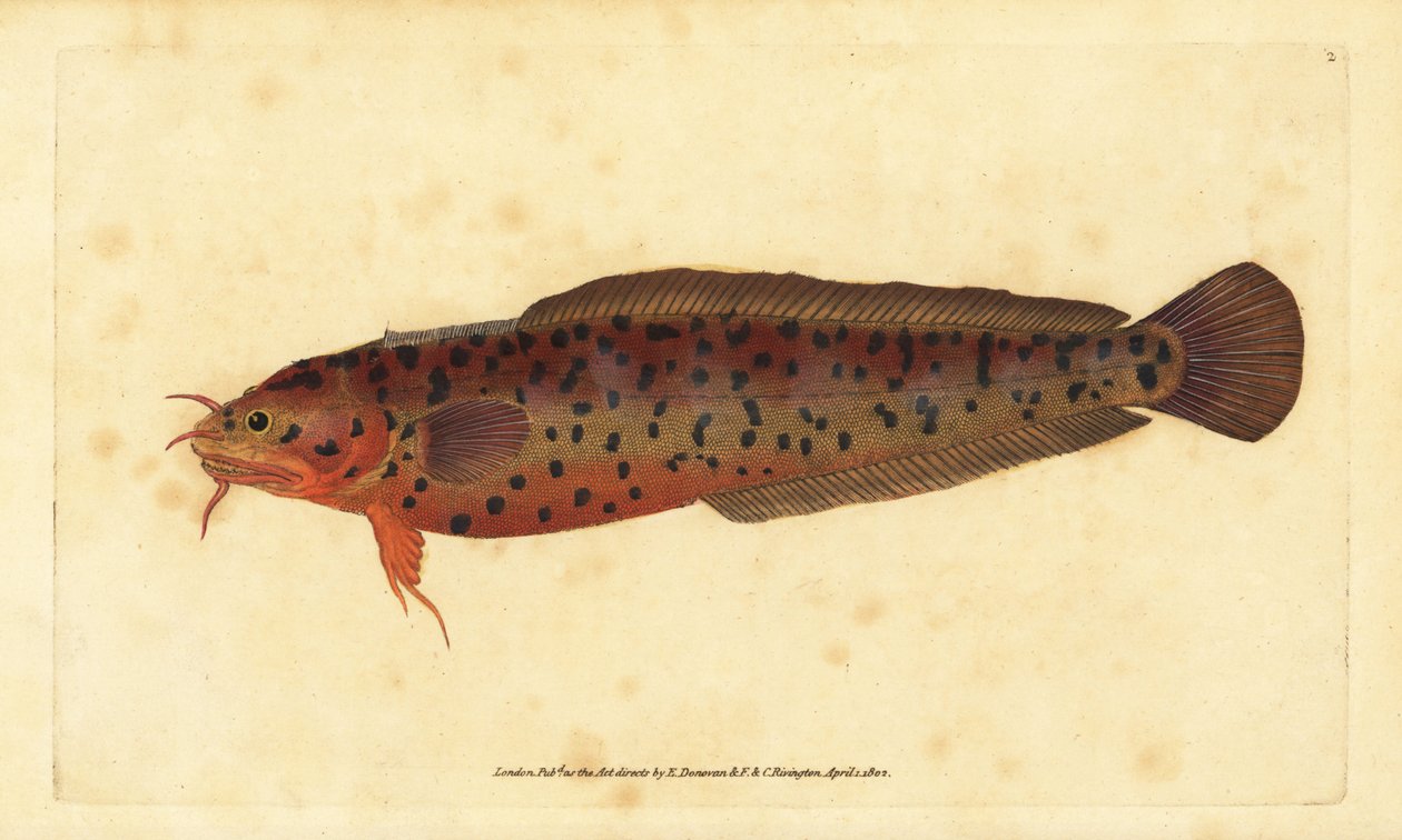 Partszikla, Gaidropsarus mediterraneus (Háromszakállú tőkehal, Gadus tricirratus). Kézzel színezett rézlemez, amelyet Edward Donovan rajzolt és metszett a British Fishes, Donovan and F.C. Natural History of British Fishes című művéből. és J. Rivington, Lon alkotó: Edward Donovan