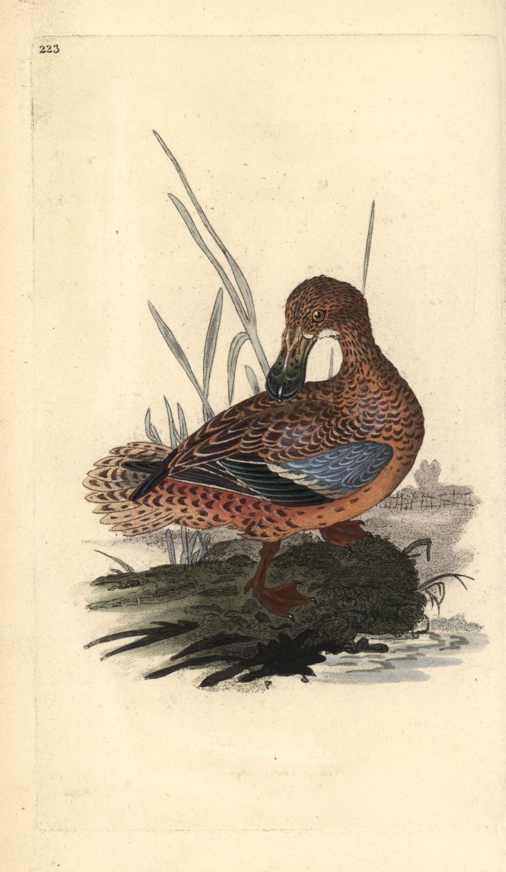 Lapátkacsa (nőstény), Anas clypeata. Kézi színű rézlemez, amelyet Edward Donovan rajzolt és metszett a saját Londoni „British Birds természettörténetéből” alkotó: Edward Donovan