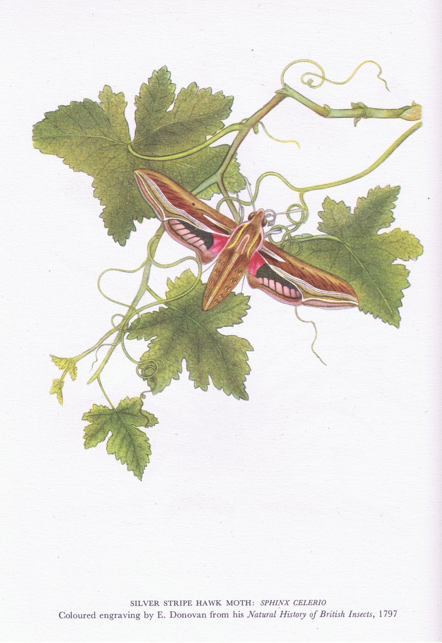 Silver Stripe Hawk Moth, Shinx Celerio, Nature in Britain, Collins, 1946 alkotó: Edward Donovan