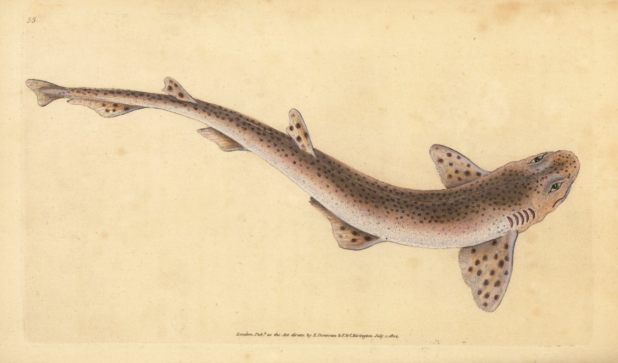 Kis foltos macskacápa, Scyliorhinus canicula (kis foltos cápa, Squalus catulus). Kézzel színezett rézlemez, amelyet Edward Donovan rajzolt és metszett a British Fishes, Donovan and F.C. Natural History of British Fishes című művéből. és J. Rivington, Londo alkotó: Edward Donovan