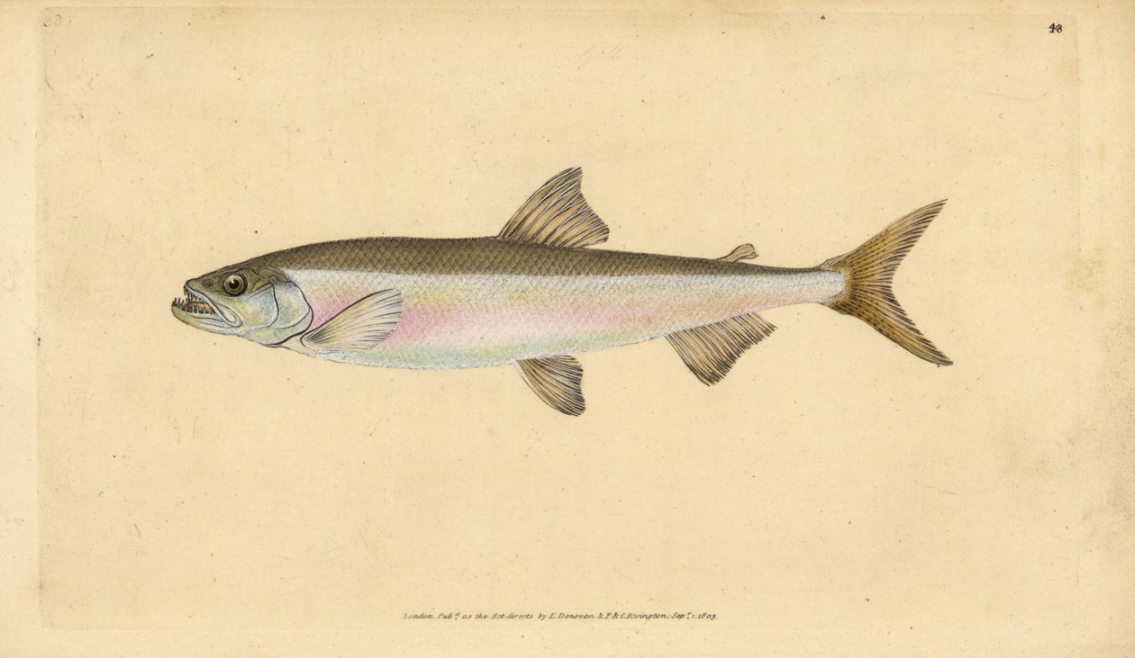 Búvárkeszeg, Osmerus eperlanus (Salmo eperlanus). Kézi rézmetszet, rajzolta és metszette Edward Donovan a Natural History of British Fishes című művéből, Donovan and F.C. and J. Rivington, London. alkotó: Edward Donovan