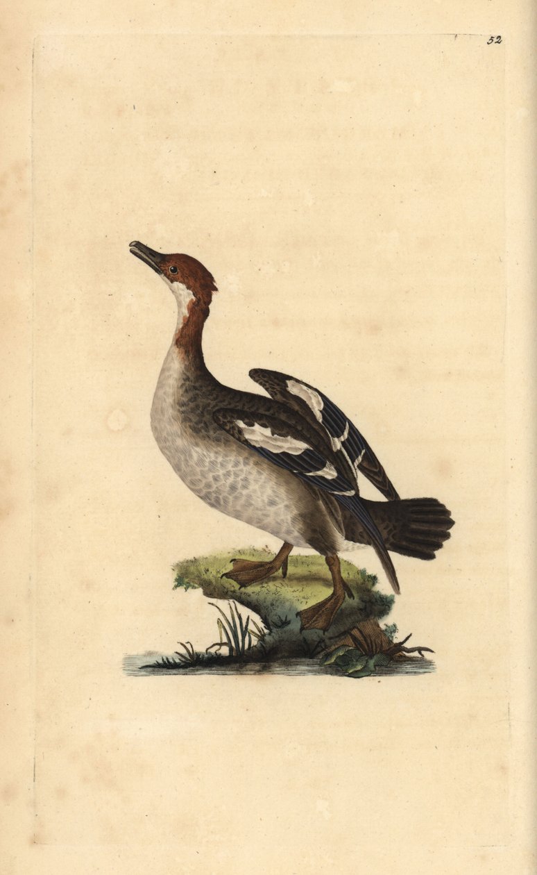 Smew, Mergellus albellus, nőstény. Kézi színű rézlemez, amelyet Edward Donovan rajzolt és metszett a saját Londoni „British Birds természettörténetéből” alkotó: Edward Donovan