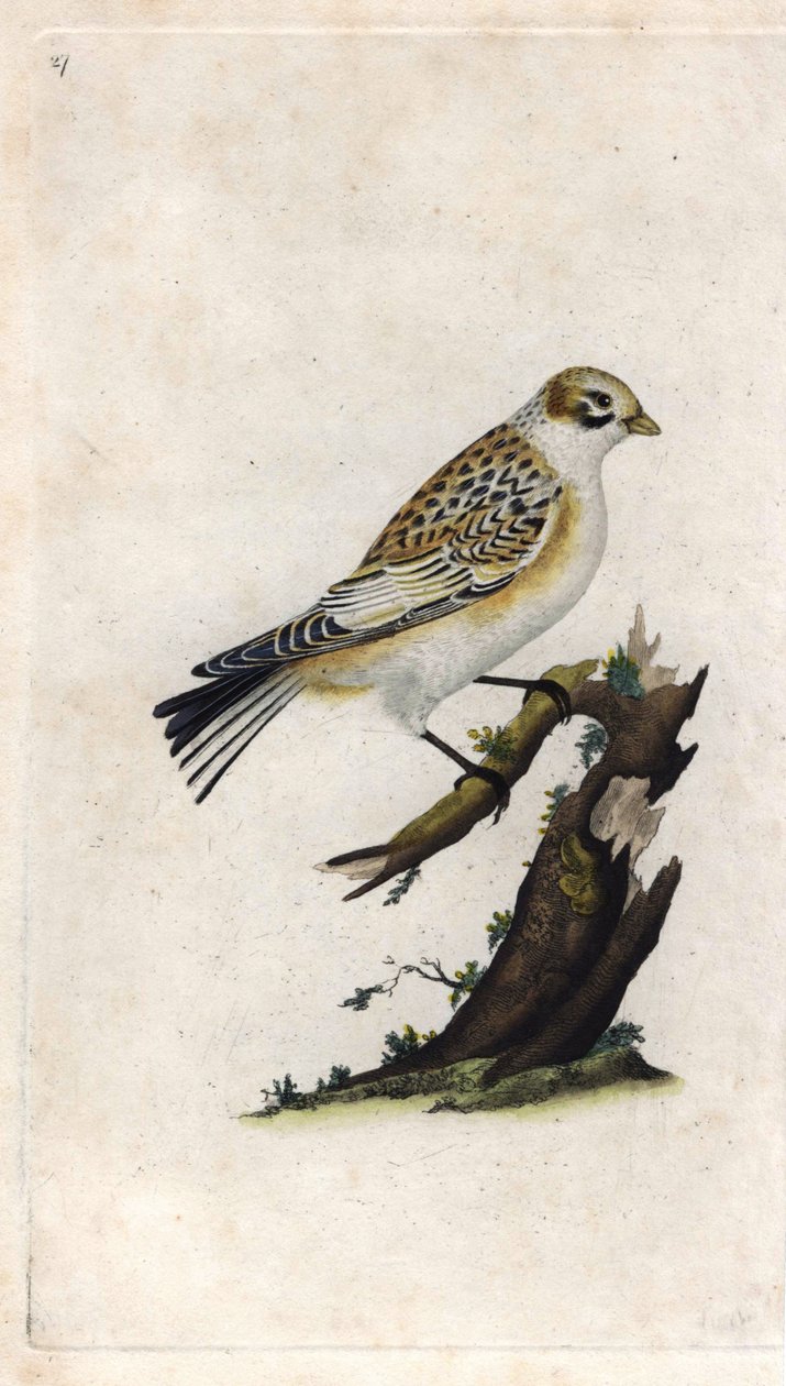 Hóveréb. Plectrophenax nivalis (Emberiza nivalis). Edward Donovan (1768-1837) rézmetsze, megjelent a londoni Histoire naturelle des oiseaux britanniques-ban alkotó: Edward Donovan