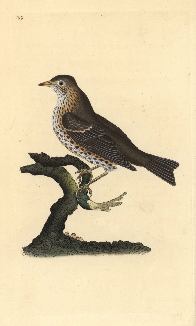 Énekes rigó, Turdus philomelos. Kézi színű rézlemez, amelyet Edward Donovan rajzolt és metszett a saját Londoni „British Birds természettörténetéből” alkotó: Edward Donovan