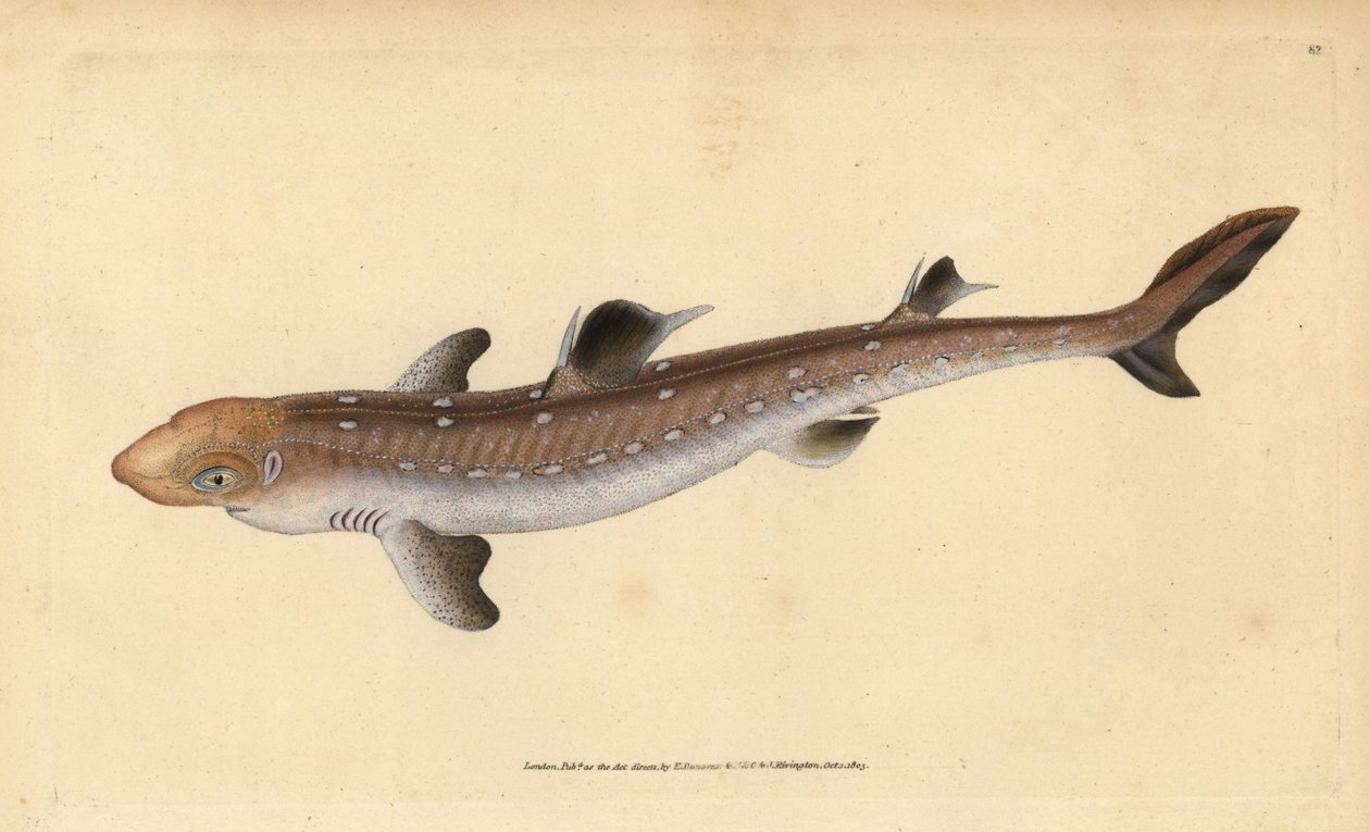 Tüskés kutyahal, Squalus acanthias (szedett cápa vagy kutyahal). Sebezhető. Kézzel színezett rézlemez, amelyet Edward Donovan rajzolt és metszett a British Fishes, Donovan and F.C. Natural History of British Fishes című művéből. és J. Rivington, London alkotó: Edward Donovan