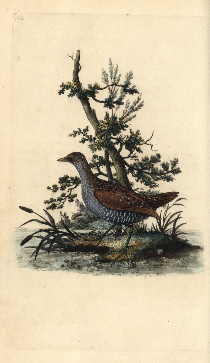 Foltos rák, Porzana porzana. Kézi színű rézlemez, amelyet Edward Donovan rajzolt és metszett a saját Londoni „British Birds természettörténetéből” alkotó: Edward Donovan