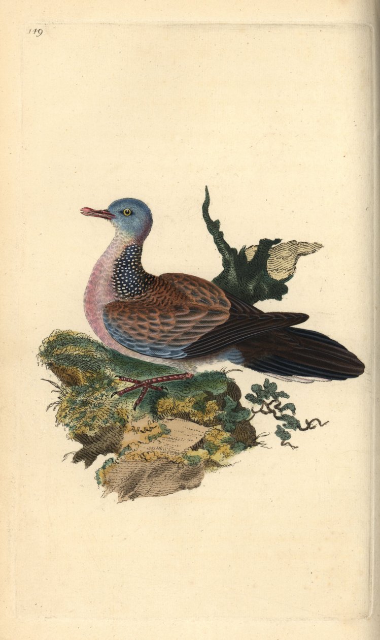 Pettyes galamb vagy pancou, Spilopelia chinensis. Kézi színű rézlemez, amelyet Edward Donovan rajzolt és metszett a saját Londoni „British Birds természettörténetéből” alkotó: Edward Donovan