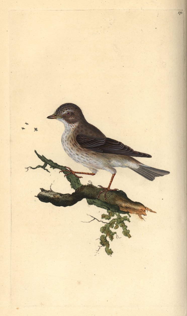Pettyes légykapó, Muscicapa striata. Kézi rézkarc, rajzolta és metszette Edward Donovan a saját "Natural History of British Birds" című művéből, London. alkotó: Edward Donovan