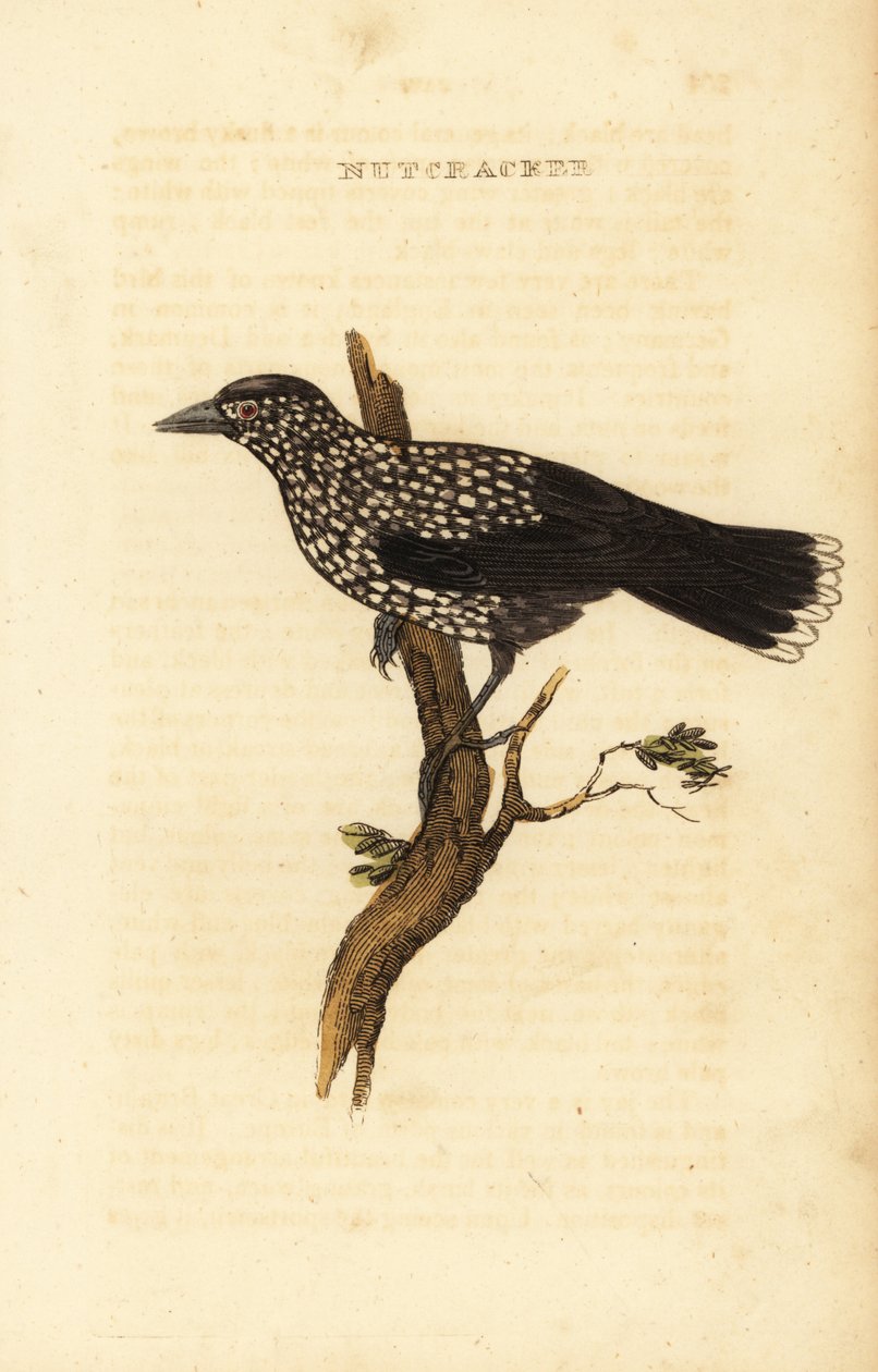 Pettyes diótörő, Nucifraga caryocatactes alkotó: Edward Donovan