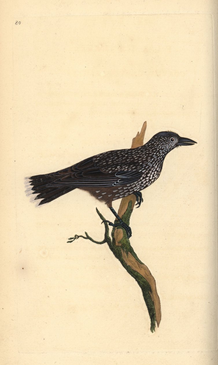 Pettyes diótörő, Nucifraga caryocatactes. Kézi színű rézlemez, amelyet Edward Donovan rajzolt és metszett a saját Londoni „British Birds természettörténetéből” alkotó: Edward Donovan