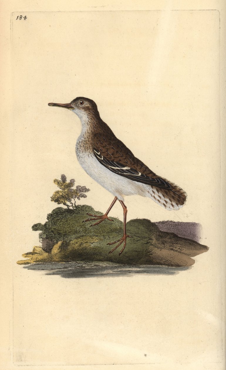 Foltos homokkóró, Actitis macularia. Kézi színű rézlemez, amelyet Edward Donovan rajzolt és metszett a saját Londoni „British Birds természettörténetéből” alkotó: Edward Donovan
