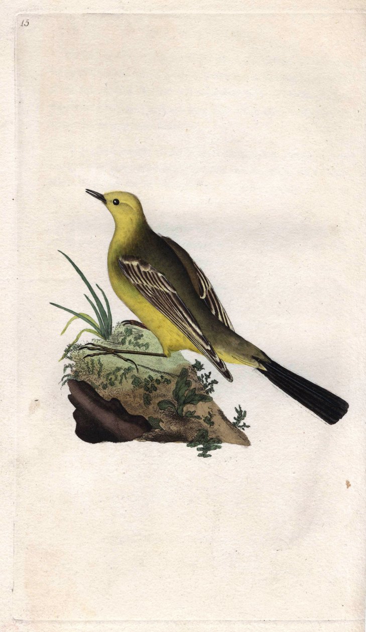 Tavaszi Wagtail. Motacilla flava. Edward Donovan (1768-1837) rézmetsze, megjelent a Natural History of British Birds, Londonban alkotó: Edward Donovan