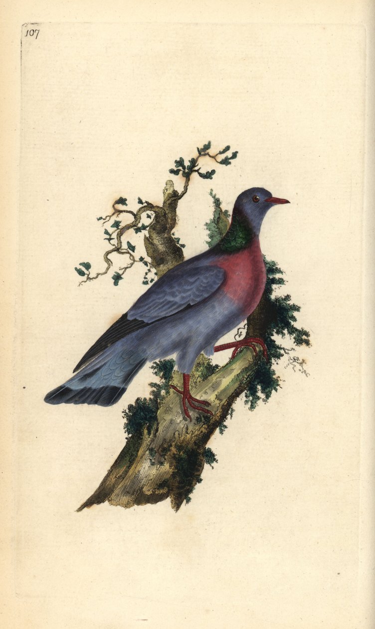 Szürkegalamb vagy galamb, Columba oenas. Kézi színű rézlemez, amelyet Edward Donovan rajzolt és metszett a saját Londoni „British Birds természettörténetéből” alkotó: Edward Donovan