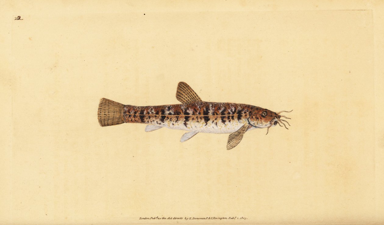 Barbatula barbatula (Barbatula barbatula) (szakállas süllő, Cobitis barbatula). Kézi rézmetszet, rajzolta és metszette Edward Donovan a Natural History of British Fishes című művéből, Donovan and F.C. and J. Rivington, London. alkotó: Edward Donovan