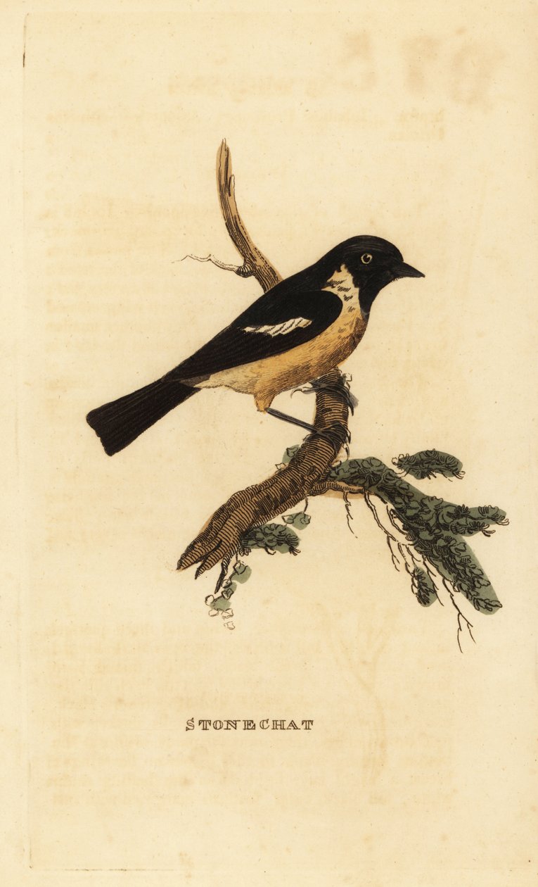 Stonechat, Saxicola rubicola alkotó: Edward Donovan