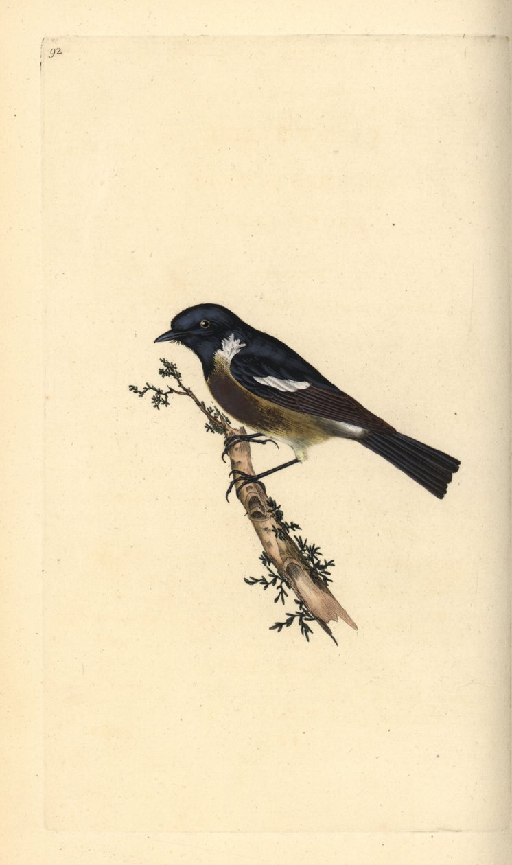 Stonechat, Saxicola rubicola. Kézi színű rézlemez, amelyet Edward Donovan rajzolt és metszett a saját Londoni „British Birds természettörténetéből” alkotó: Edward Donovan