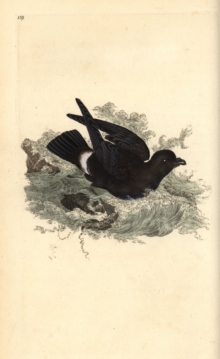 Viharkirály, Hydrobates pelagicus. Kézi színű rézlemez, amelyet Edward Donovan rajzolt és metszett a saját Londoni „British Birds természettörténetéből” alkotó: Edward Donovan
