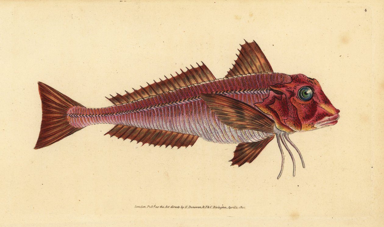 Csíkos gubacs, Trigloporus lastoviza (Trigla lineata). Kézzel színezett rézlemez, amelyet Edward Donovan rajzolt és metszett a British Fishes, Donovan and F.C. Natural History of British Fishes című művéből. és J. Rivington, London alkotó: Edward Donovan