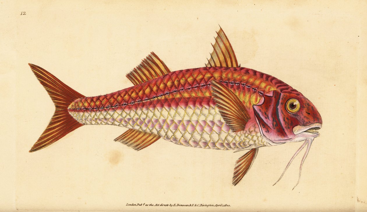 Csíkos vörös márna, Mullus surmuletus. Kézzel színezett rézlemez, amelyet Edward Donovan rajzolt és metszett a British Fishes, Donovan and F.C. Natural History of British Fishes című művéből. és J. Rivington, London alkotó: Edward Donovan